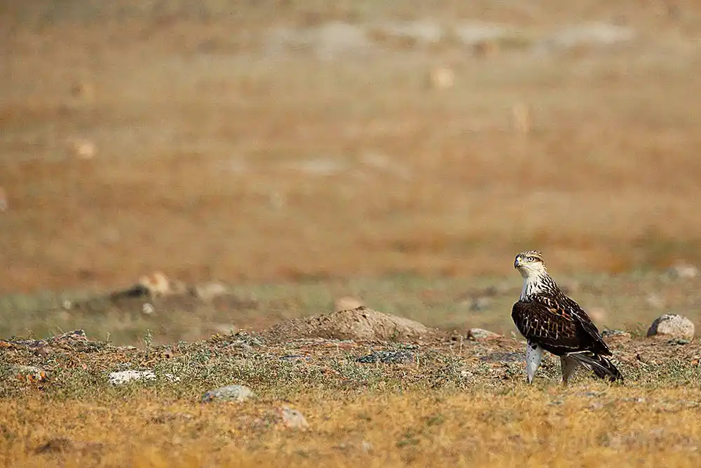 Ferruginous Hawk (Buteo regalis) in Black-tailed Prairie Dog (Cynomys ludovicianus) colony.