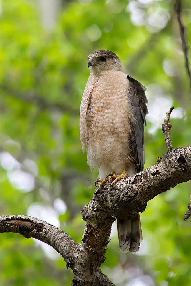 Cooper's Hawk (Accipiter cooperii)