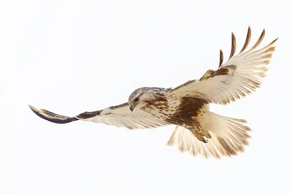Rough-legged Hawk (Buteo lagopus)
