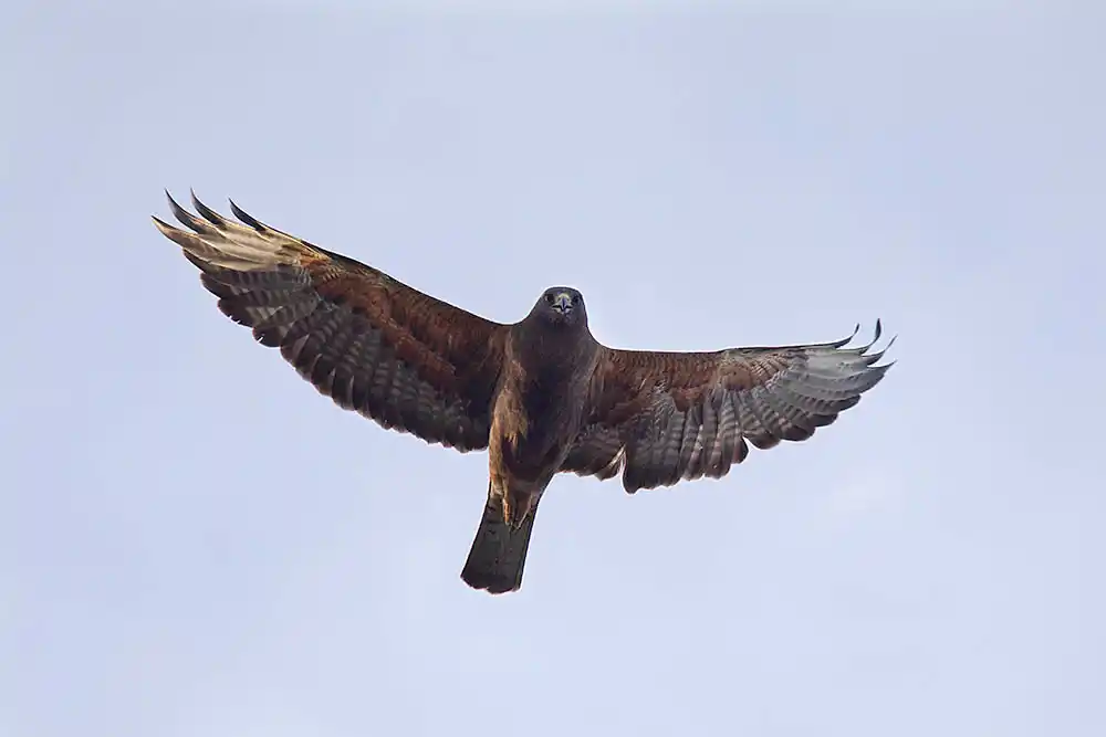 Swainson's Hawk (Buteo swainsoni)