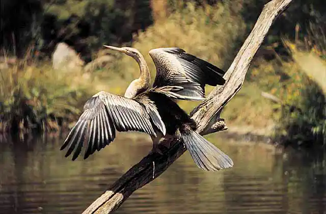 Darter (Anhinga melanogaster) Female. Drying out wings.