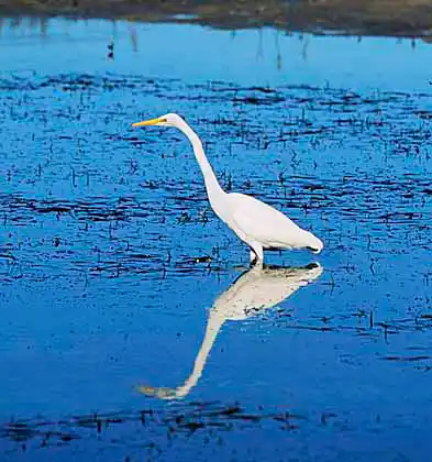 Great Egret (Ardea alba) hunting in tidal estuary.