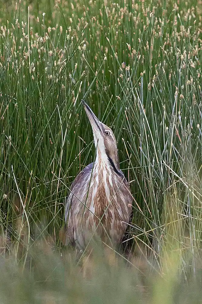 American bittern (Botaurus lentiginosus) in typical camouflage pose.
