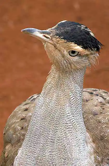 Striated Heron (Ardeola striatus)