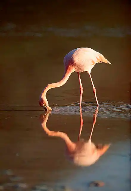 Greater Flamingo (Phoenicopterus ruber) feeding in lagoon.