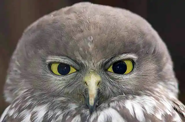 Powerful Owl (Ninox strenua)