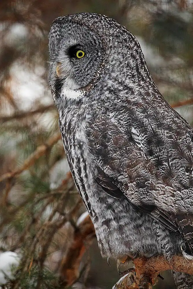Great Grey Owl (Strix nebulosa)