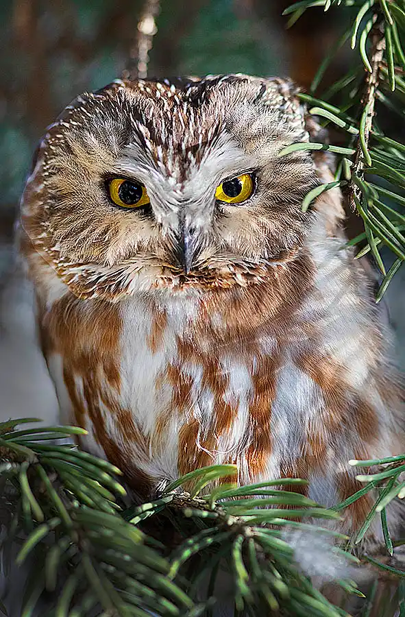 Northern Saw-whet Owl (Aegolius acadicus) One of the smallest owl species in North America,  from Canada to Mexico. Migratory.