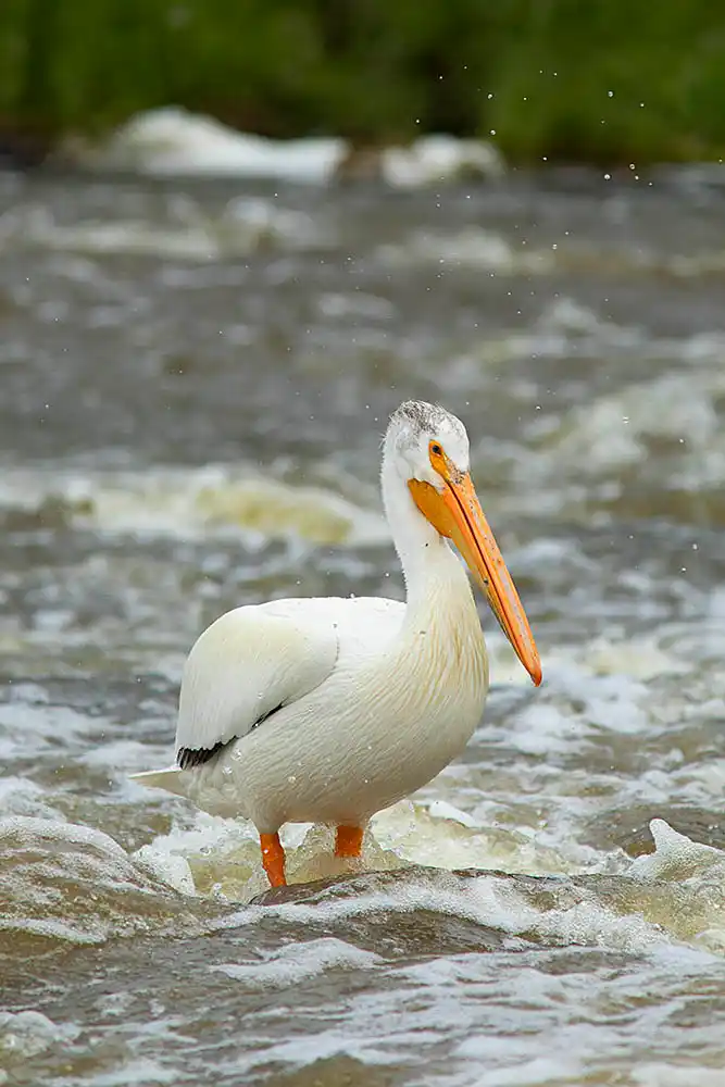 White Pelican (Pelecanus erythrorhynchos)