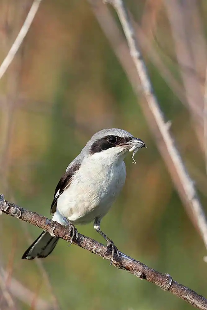 Loggerhead Shrike (Lanius ludovicianus) with grasshopper in its beak.