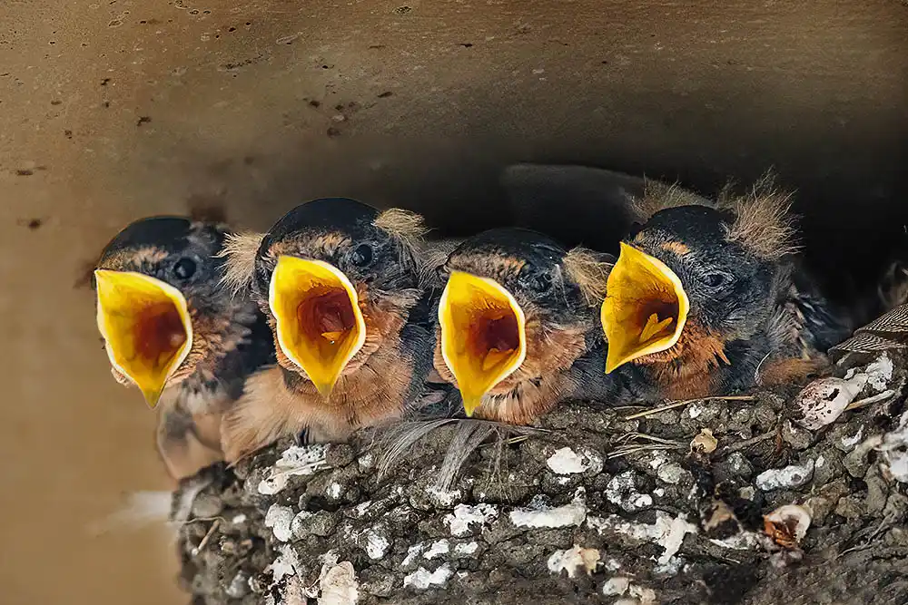 Barn Swallow (Hirundo rustica) chicks begging for food from an approaching parent.