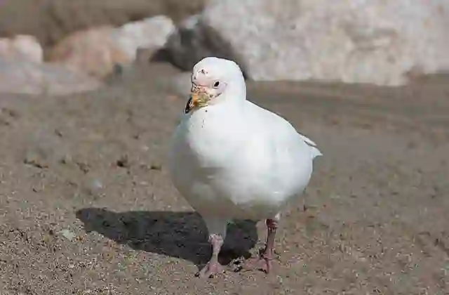 Snowy Sheathbill (Chionis alba)