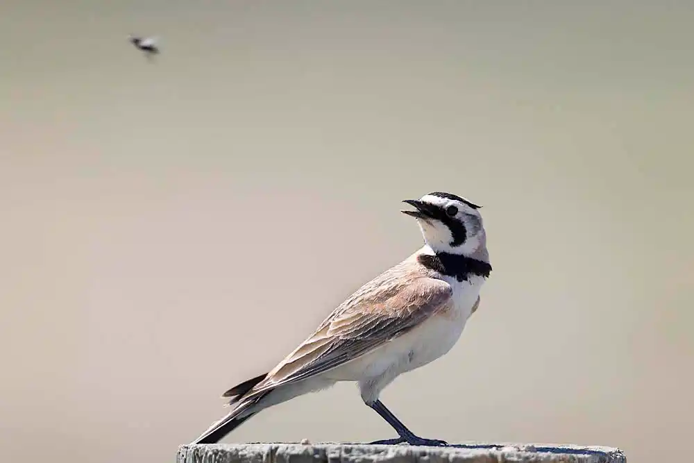Horned Lark (Eremophila alpestris) watching a fly.
