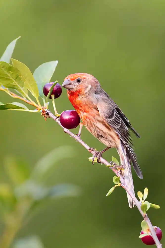 House Finch (Haemorhous mexicanus) male in cherry tree.