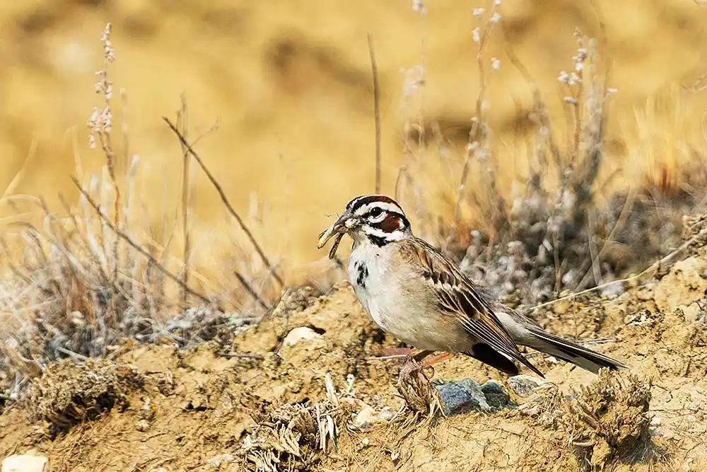 Lark Sparrow (Chondestes grammacus) holding a grasshopper in its beak.