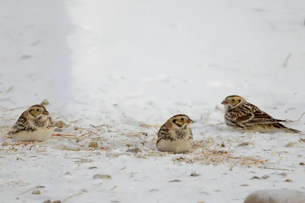 Vesper Sparrow (Pooecetes gramineus)