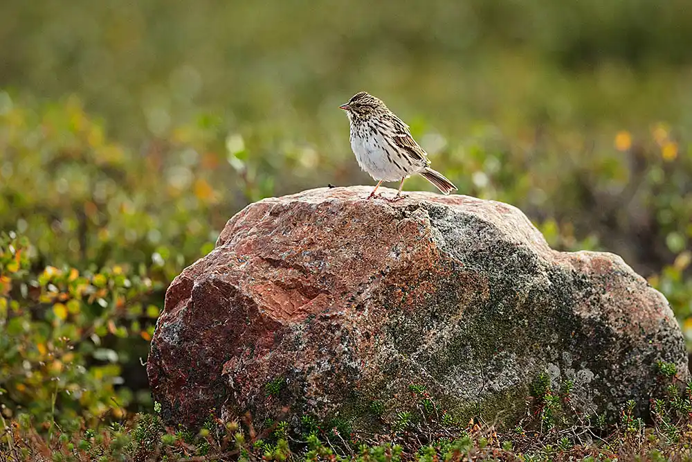 Savannah Sparrow (Passerculus sandwichensis) on arctic tundra in summer.