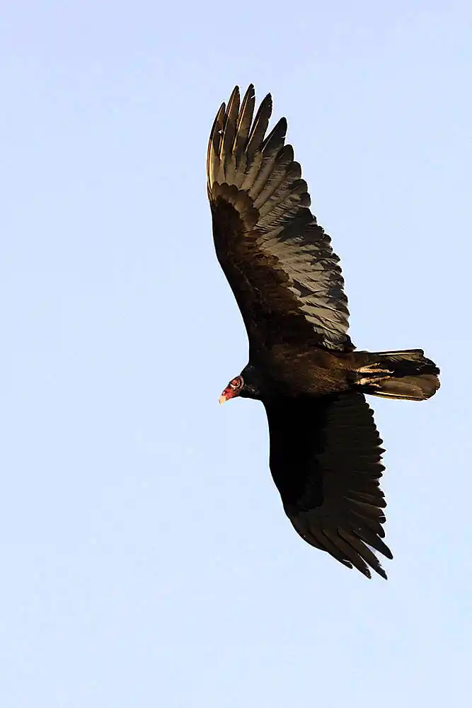 Turkey Vulture (Cathartes aura)