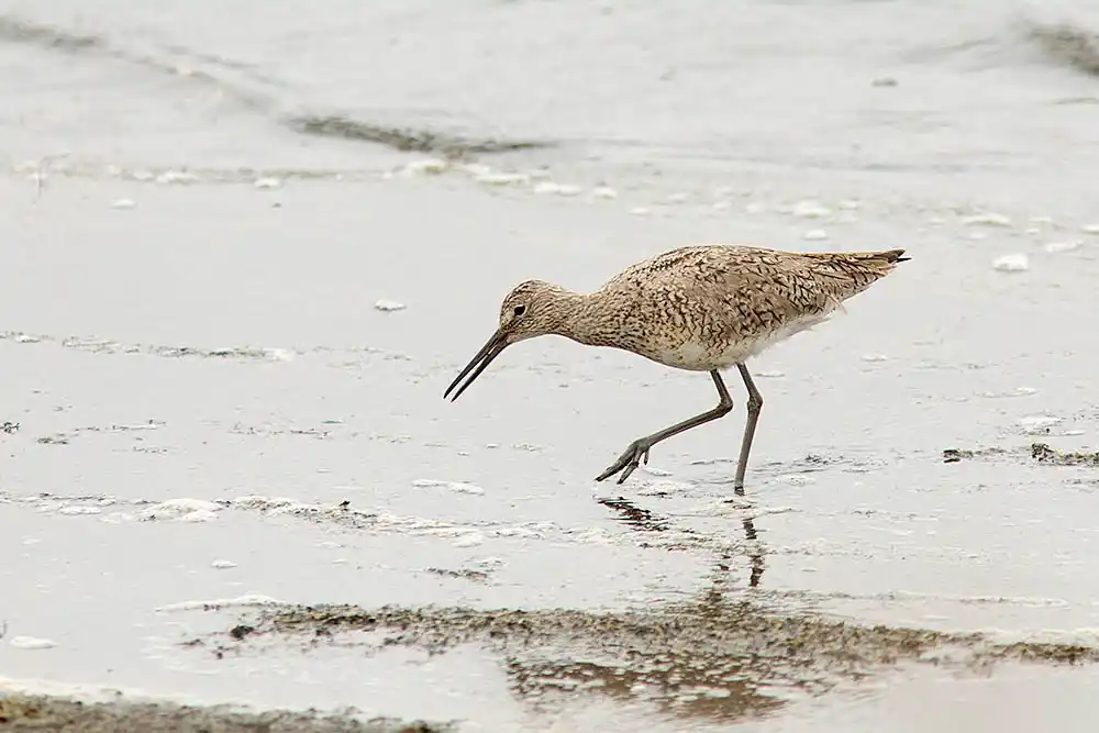 Willet (Tringa semipalmata) foraging on slough shore edge.