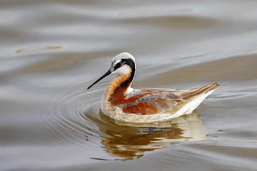 Wilson's Phalarope (Phalaropus tricolor) male in breeding colours.