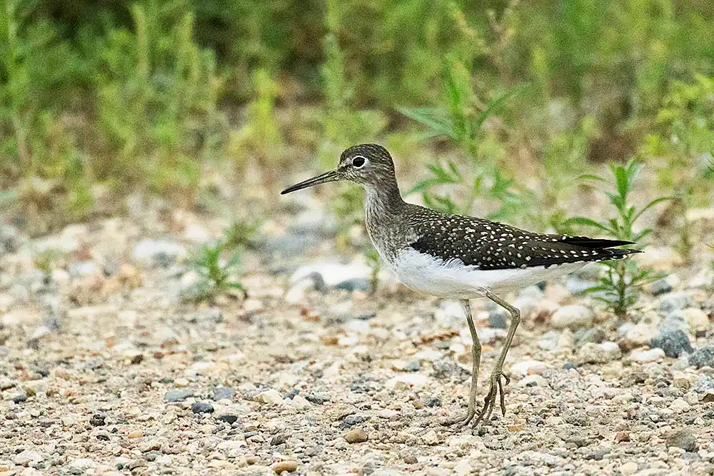 Solitary Sandpiper (Tringa solitaria)
