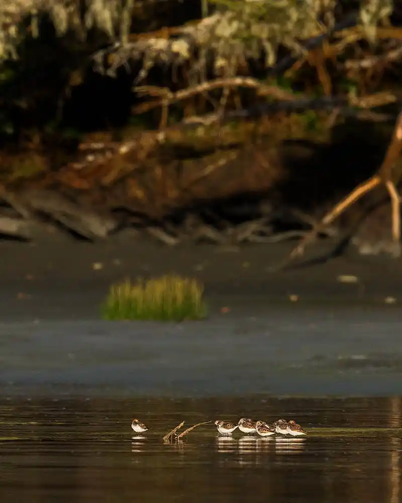 Western Sandpiper (Calidris mauri) flock resting in the shallows of a tidal estuary.