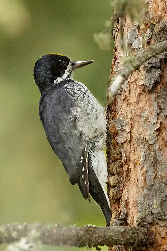 Black-backed Woodpecker (Picoides arcticus). Male.
