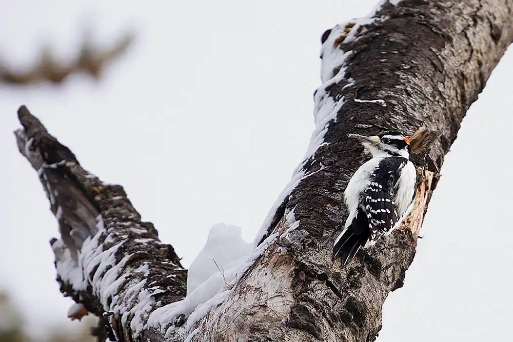 Hairy Woodpecker (Leuconotopicus villosus)