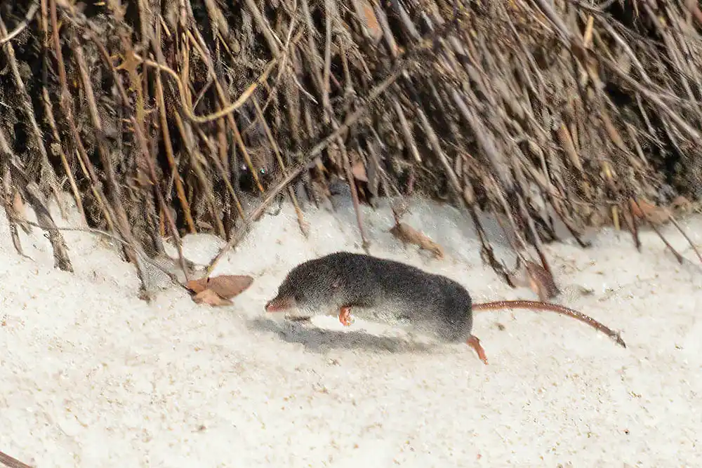 Northern Water Shrew (Sorex palustris) running along frozen river bank.