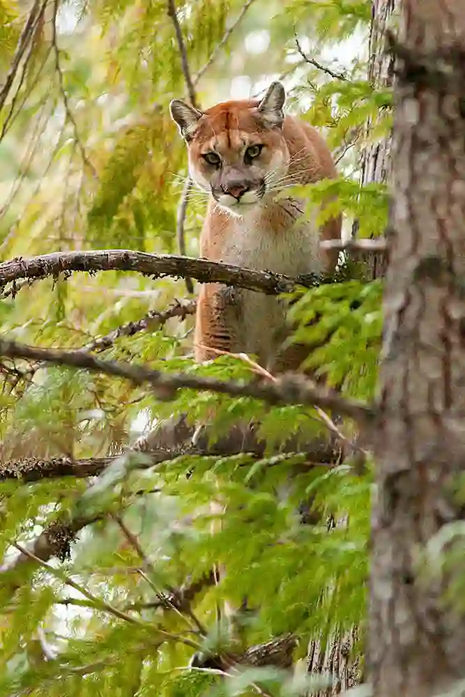 Puma (Puma concolor) or Cougar in tree.