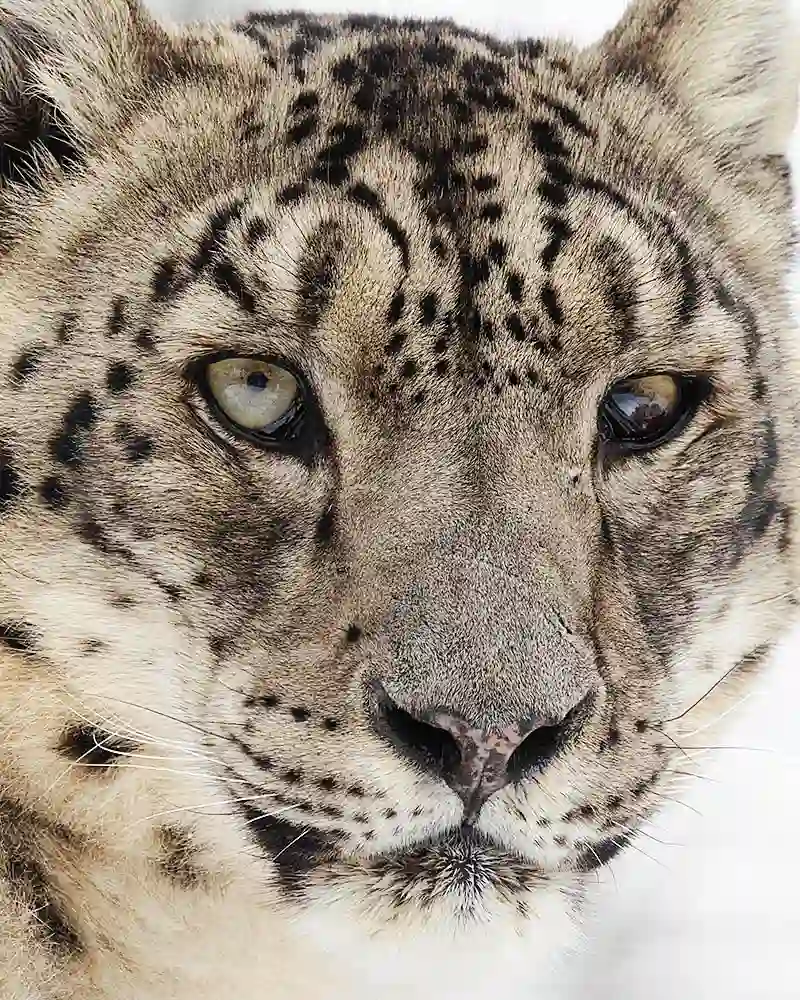 Snow Leopard (Panthera uncia)