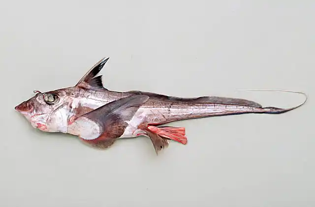Blackfin Ghostshark (Hydrolagus Lemures) Chimaera Species. Male with extended head clasper or tenaculum. From 200 to 600m depth.