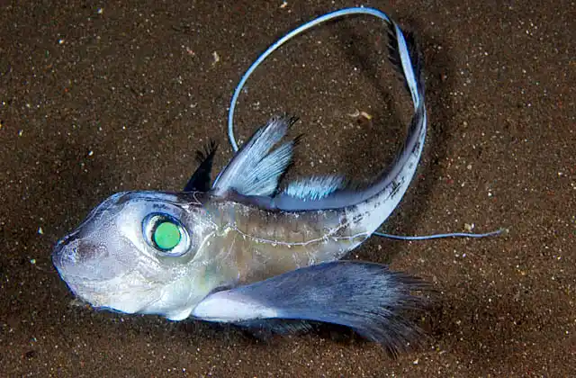 Japanese Ghostshark (Hydrolagus mitsukurii) juvenile. Deepwater chimaera species related to the ghostsharks. Has sensitive electric receptors on it's snout to detect buried prey.