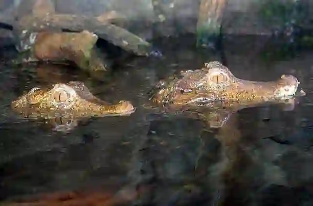Cuvier's Dwarf Caiman (Paleosuchus palpebrosus)