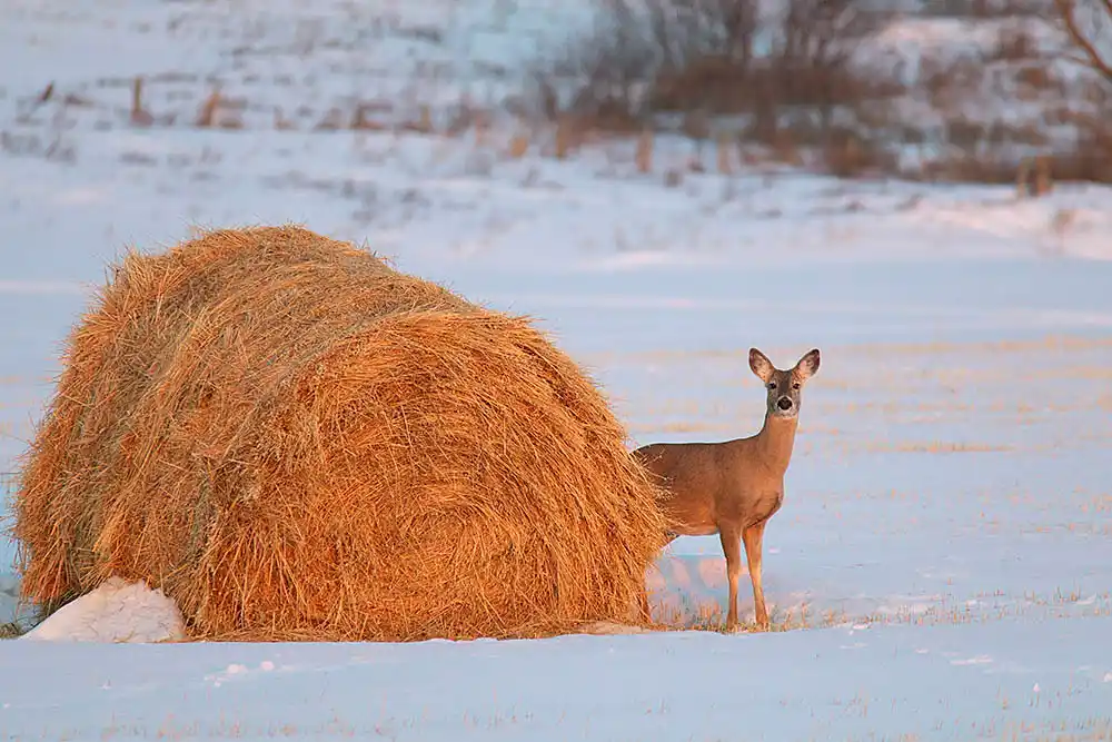 White-tailed Deer (Odocoileus virginianus) 