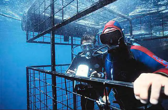 Divers in shark cage with underwater cameras during White Shark expedition.