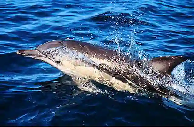 Short-beaked Common Dolphin (Delphinus delphis)