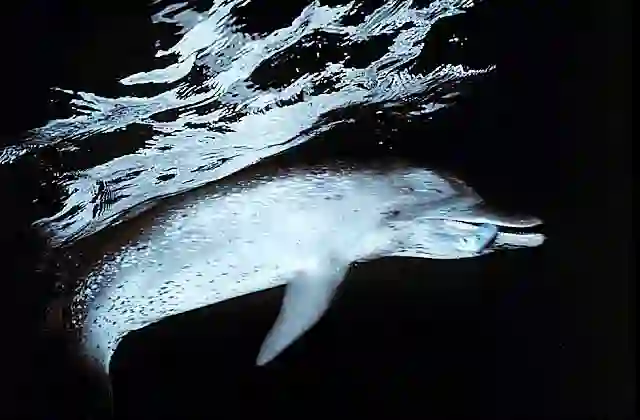 Atlantic Spotted Dolphin (Stenella frontalis) eating Bonnet-mouth Flying Fish at night.