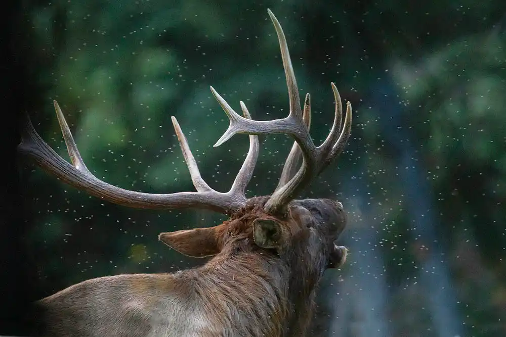 Elk (Cervus canadensis) Mature male bull calling or bugling to attract females, challenge rivals and declare territory.