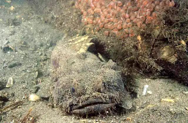 Eastern Frogfish (Batrachomoeus dubius) with eggs and hatchlings.