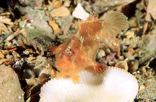 Prickly Anglerfish (Echinophryne crassispina) Juvenile.