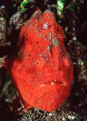 Painted Anglerfish (Antennarius pictus) Red colour variation.