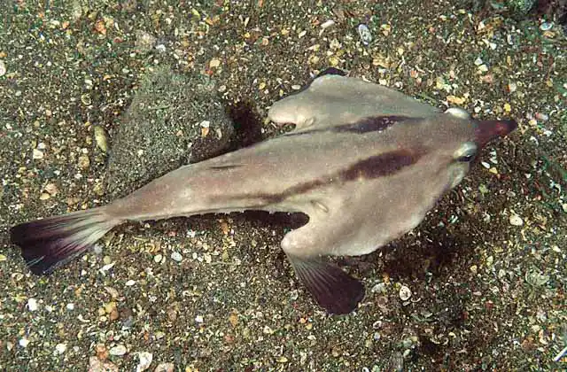 Red-lipped Batfish (Ogcocephalus darwini)