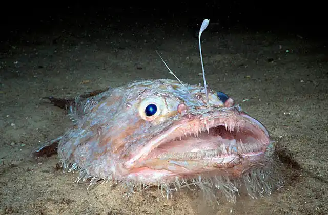 Goosefish (Lophiodes naresi) Deepwater species with extended illicium lure used to attract prey.