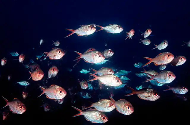 Swallowtail Nannygai (Centroberyx lineatus)