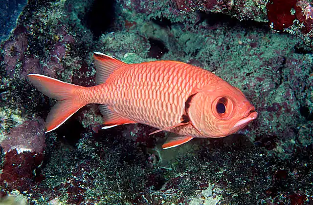 Epaulette Soldierfish (Myripristis kuntee)