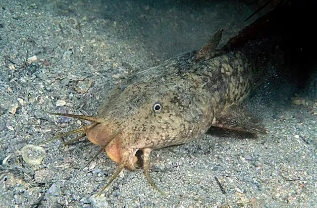 Estuary Catfish (Cnidoglanis macrocephalus) Poisonous fin spines cause painful wounds which are potentially fatal on later repeated stings.