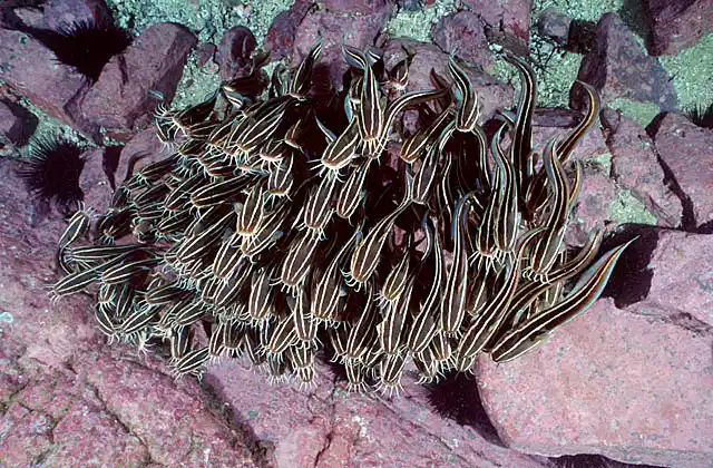 Striped Catfish (Plotosus lineatus) in protective schooling pattern.