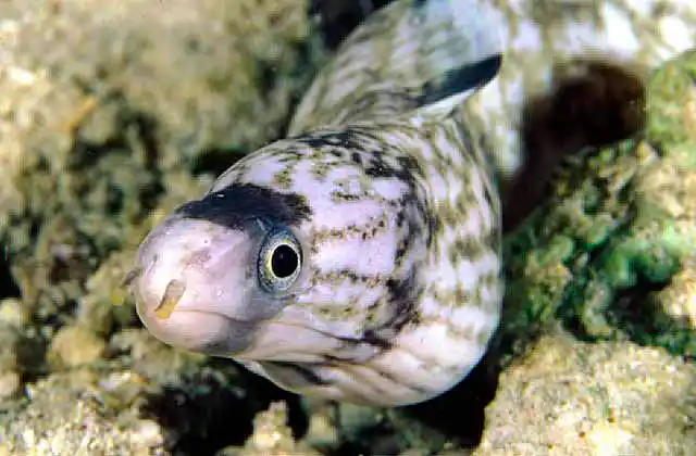 Starry Moray (Echidna nebulosa) juvenile.