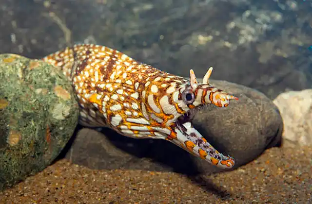 Leopard Moray (Enchelycore pardalis)